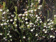 Erica cumuliflora