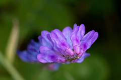 Vicia cracca cracca