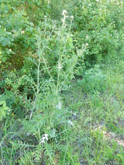 Cirsium engelmannii