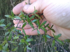 Coprosma propinqua propinqua