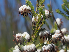Erica cumuliflora