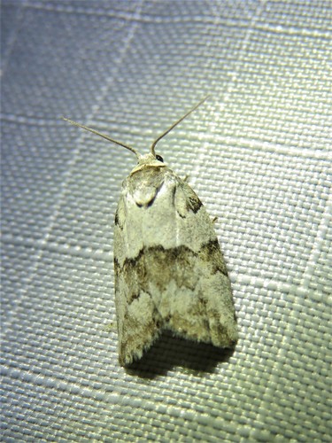 Dyar's Lichen Moth photo 5