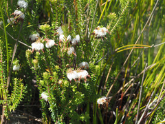 Erica cumuliflora