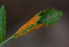 Triphragmium ulmariae