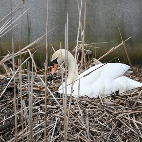 Mute Swan observed by gcbb