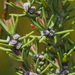 Grubbia rosmarinifolia rosmarinifolia - Photo (c) Felix Riegel, μερικά δικαιώματα διατηρούνται (CC BY-NC), uploaded by Felix Riegel