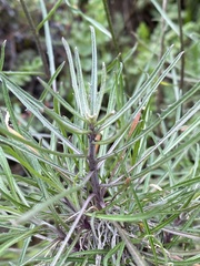 Erysimum suffrutescens