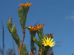 Ursinia quinquepartita