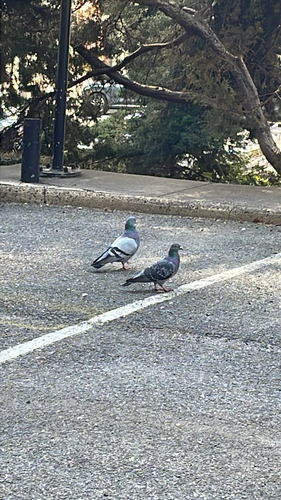 Rock Pigeon observed by ogordon