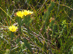 Ursinia quinquepartita