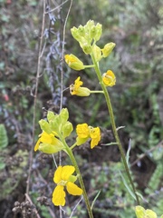 Erysimum suffrutescens