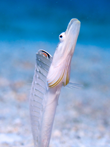 Yellowface pikeblenny (Chaenopsis limbaughi) — Chaenopsidae — 5