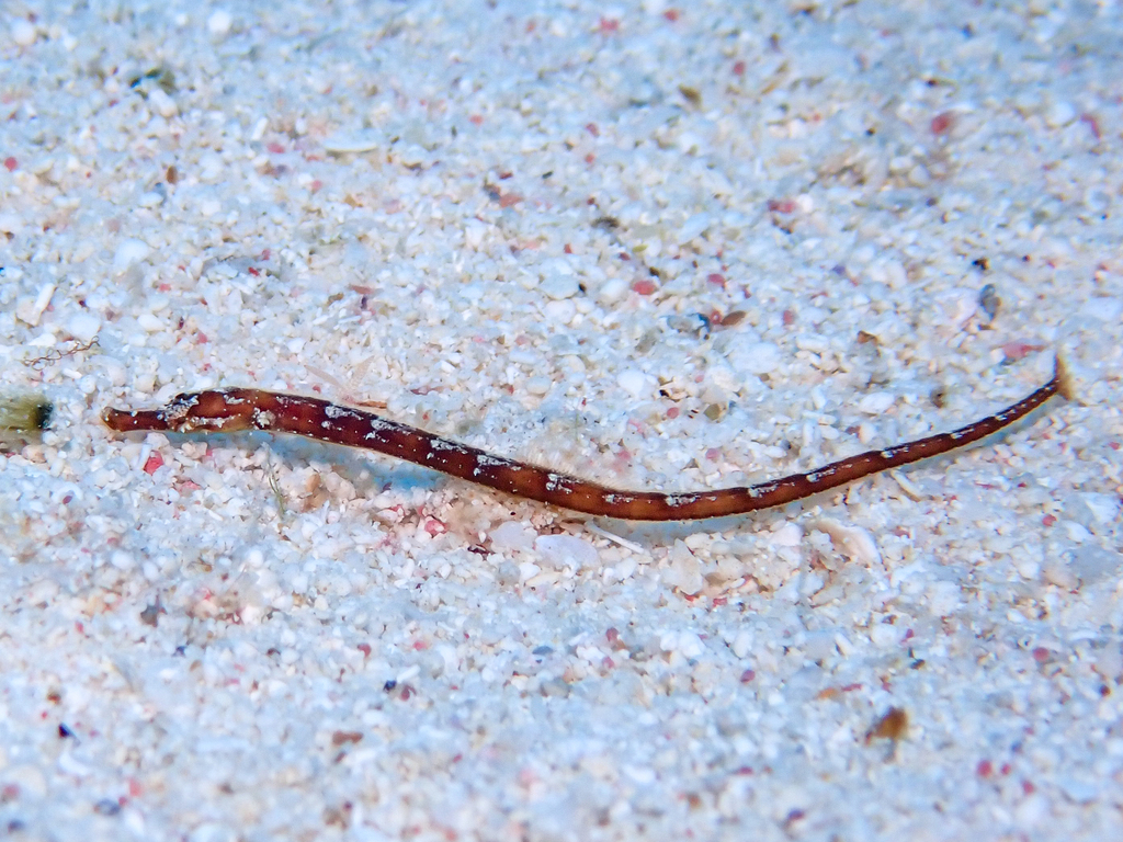 Poey's pipefish (Cosmocampus elucens) — Syngnathidae