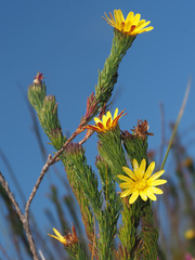 Ursinia quinquepartita