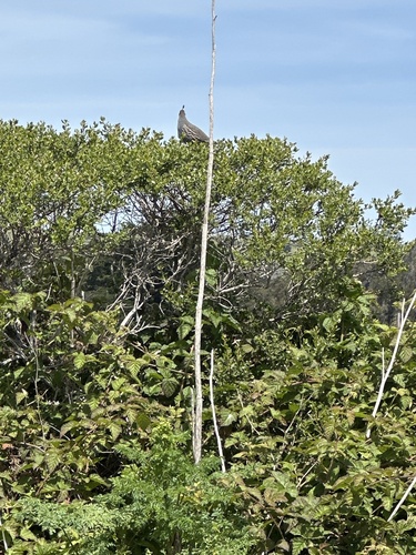 California Quail observed by evegwennabrams