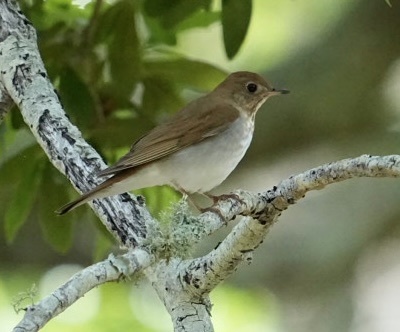 Veery (Catharus fuscescens), photo 5