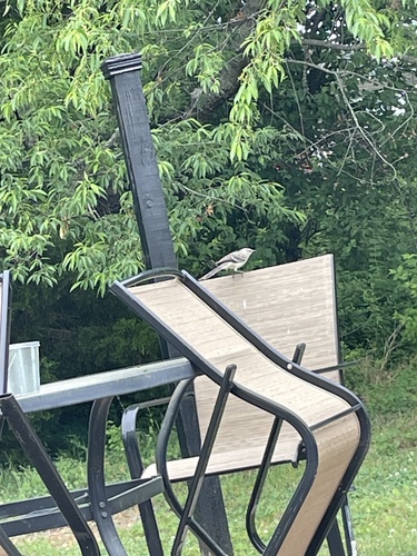 Northern Mockingbird observed by lizardseye