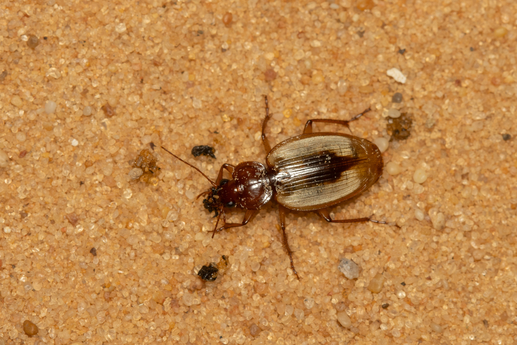 Discoptera