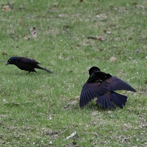 Common Grackle observed by gcbb