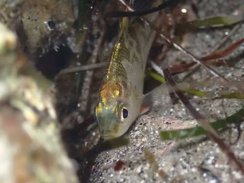 Dwarf surfperch (Micrometrus minimus) — Embiotocidae — 4