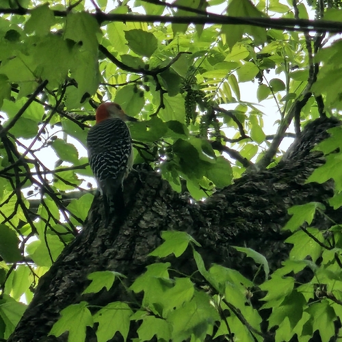 Red-bellied Woodpecker observed by jeklof