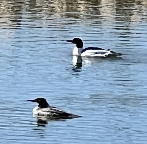 Common Merganser observed by danjohnson