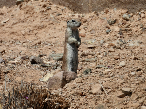 Round-tailed Ground Squirrel observed by luke_borbs