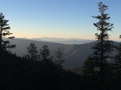 Abies magnifica shastensis