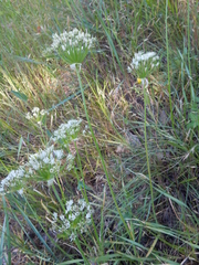 Allium fraseri