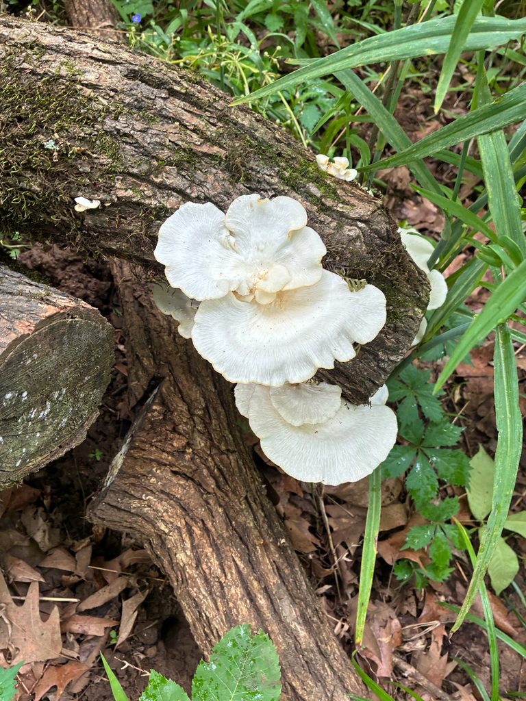 Favolus brasiliensis · April 2026 · photo: © natgrace18 (iNaturalist, cc0)