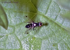 Sepsis fulgens