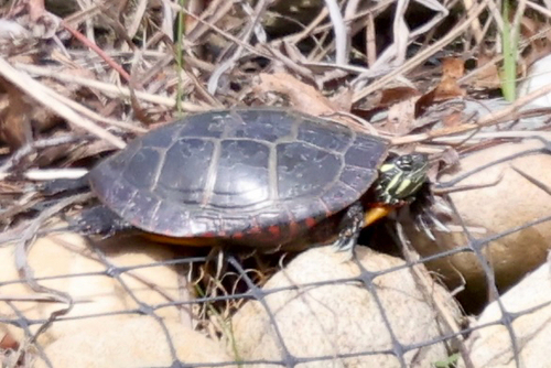Painted Turtle observed by tixbirdz