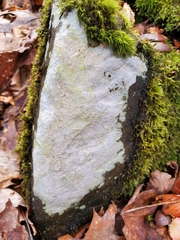 Ostropomycetidae