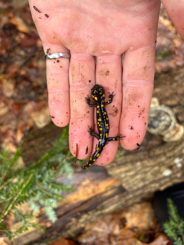 Spotted Salamander observed by emaitken99