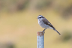 Ochthoeca leucophrys