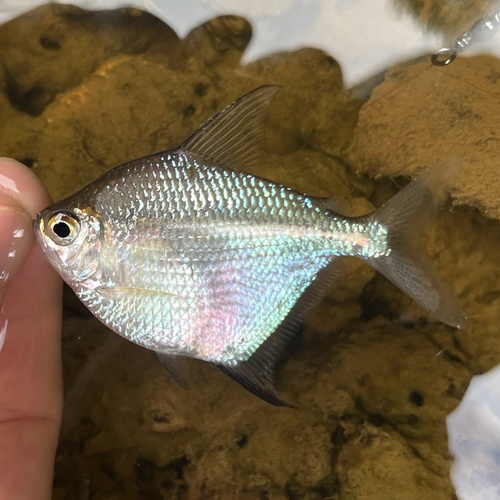 Schijftetra (Brachychalcinus orbicularis) — Characidae