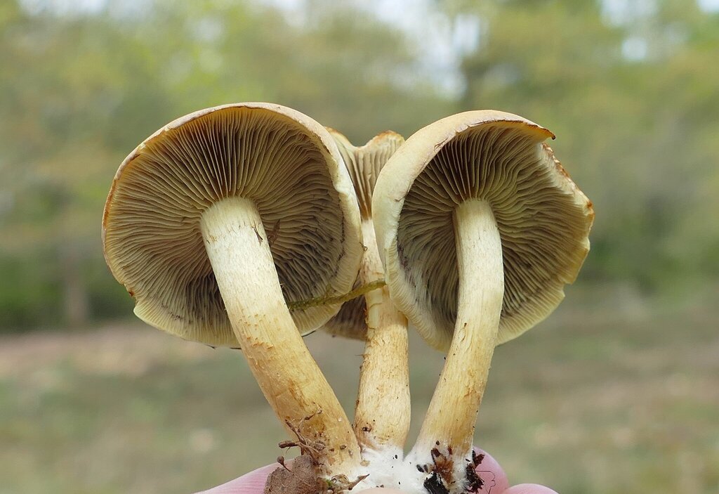 Hypholoma fasciculare · April 2026 · photo: © kampfmaus (iNaturalist, cc-by)