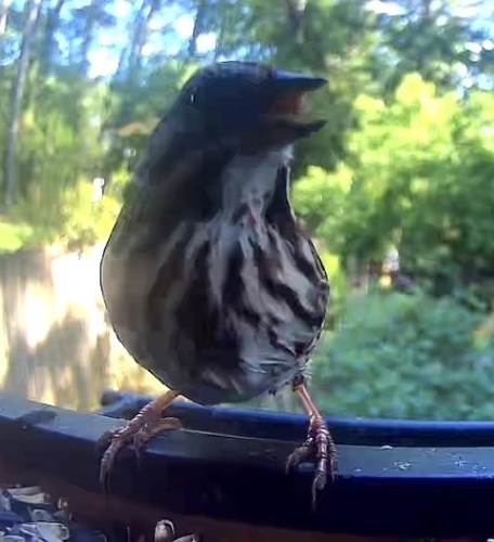 Song Sparrow observed by falcmsn
