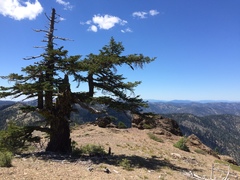 Abies magnifica shastensis