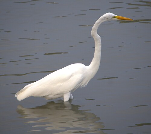 Great Egret observed by nickleggatt