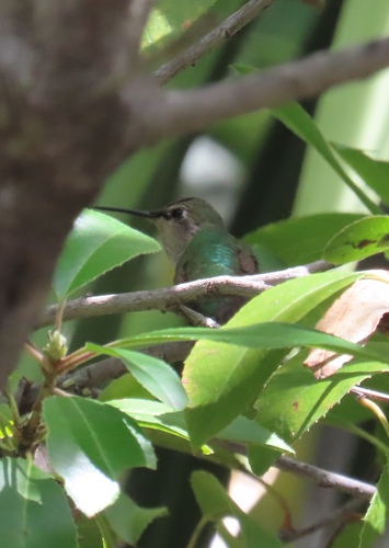 Anna's Hummingbird observed by kbrily786