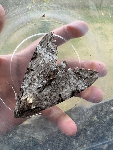 Tetrio Sphinx