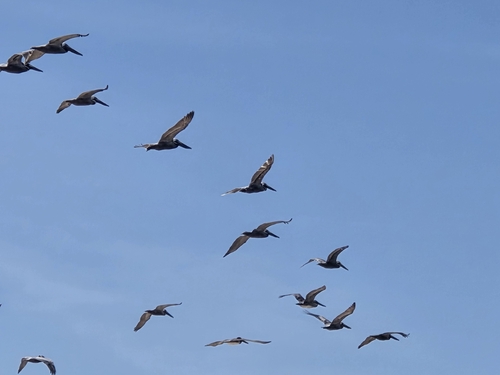 Brown Pelican observed by grabbingthemgators199608