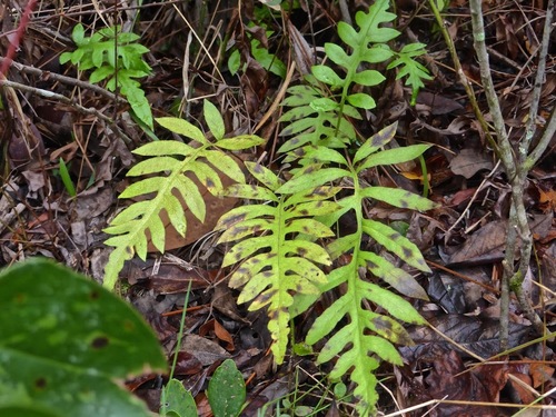 Lorinseria areolata image