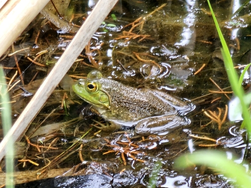 American Bullfrog observed by jeklof