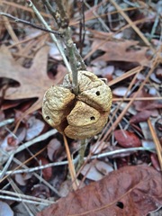 Disholcaspis spongiosa