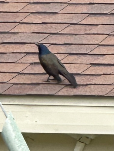 quiscale bronzé observed by fontyv