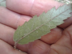 Rubus schmidelioides schmidelioides