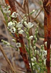 Polygonella ciliata
