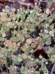 Cladonia rappii